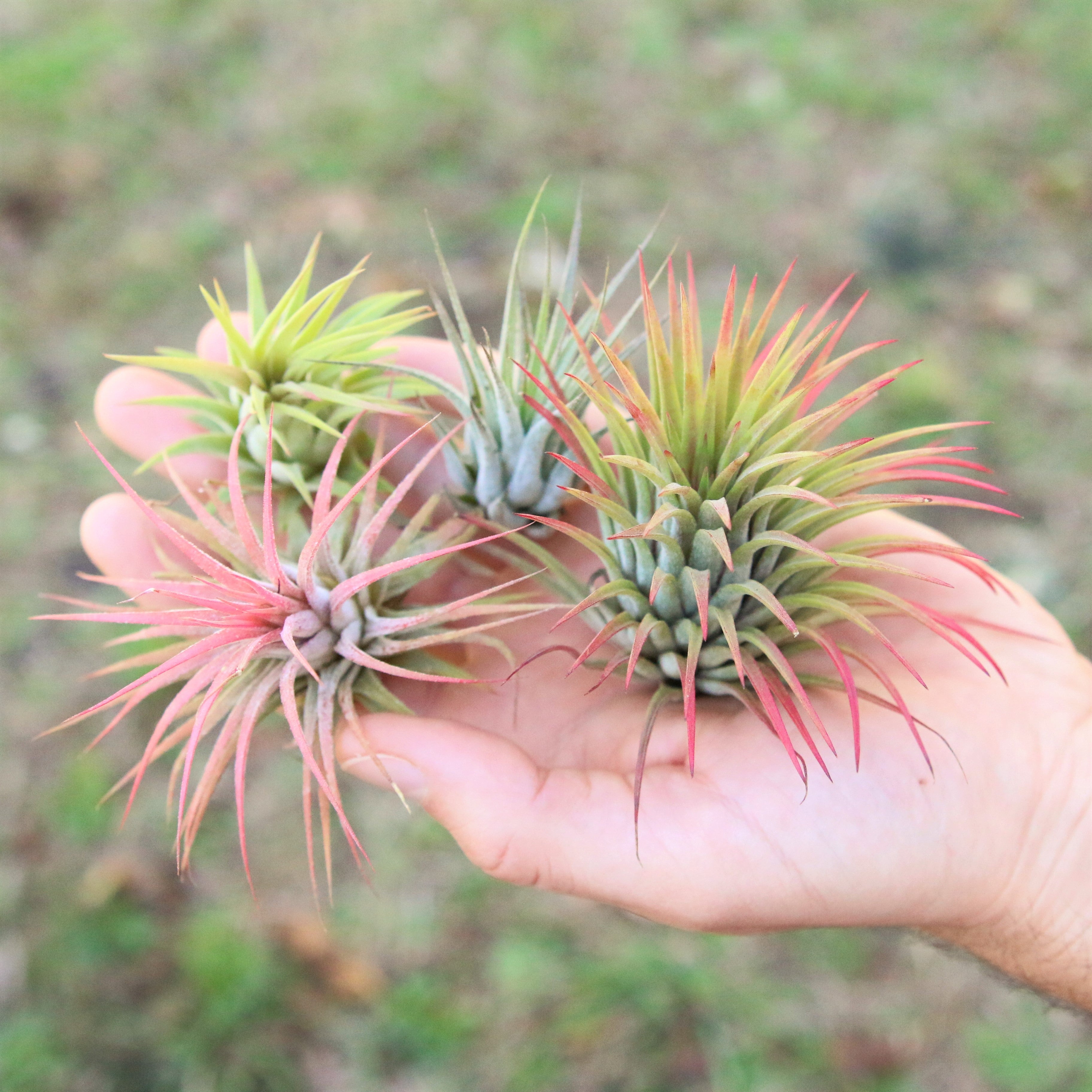 Wholesale Special - Tillandsia Ionantha Variety Air Plants