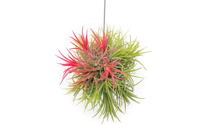 Tillandsia Ionantha Fuego Hanging Clusters with Wire Hook