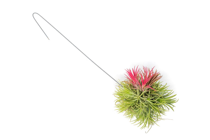 Tillandsia Ionantha Fuego Hanging Clusters with Wire Hook