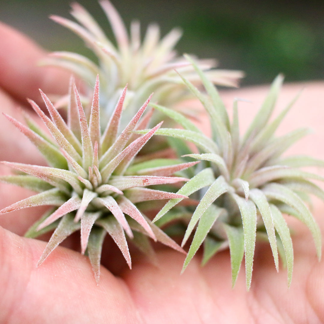 hand holding 3 blushing tillandsia ionantha guatemala air plants