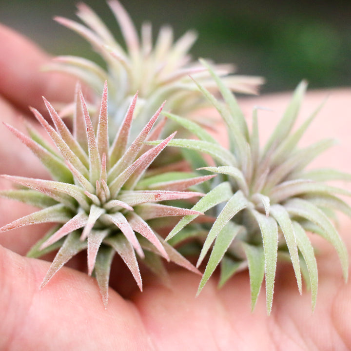 hand holding 3 blushing tillandsia ionantha guatemala air plants