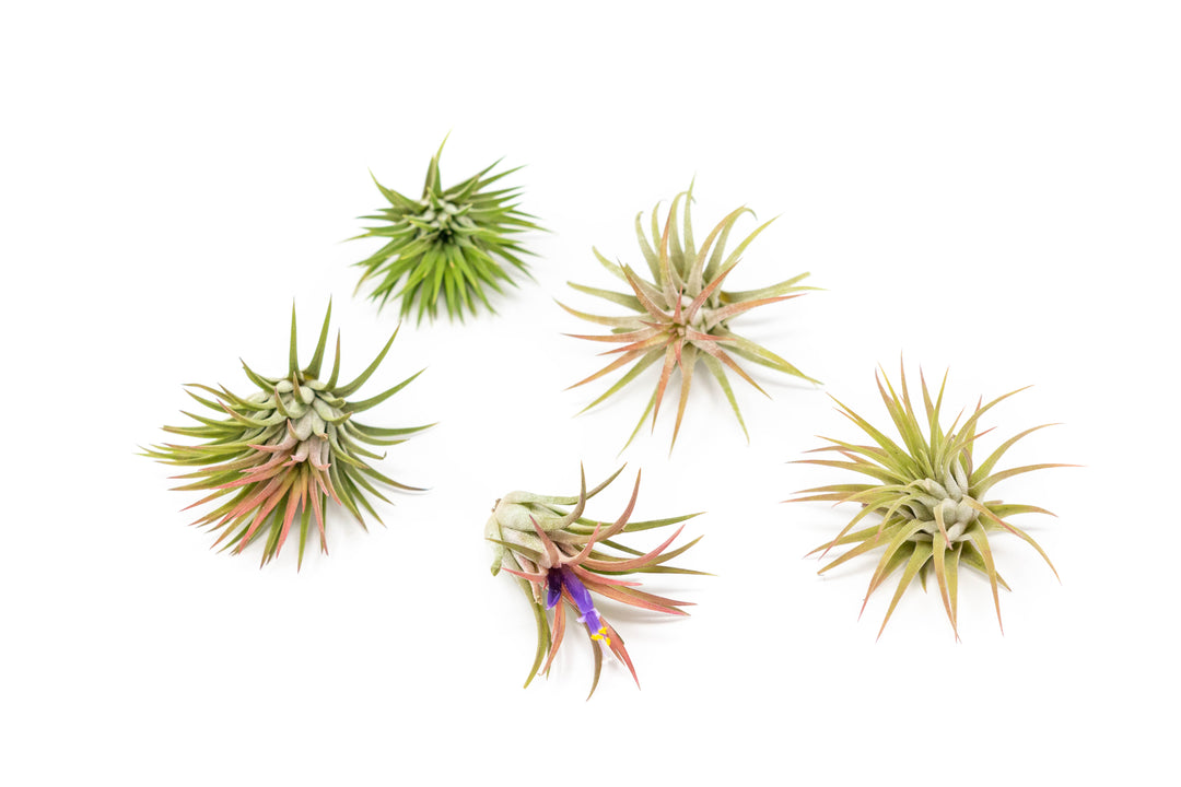 5 tillandsia ionantha guatemala air plants