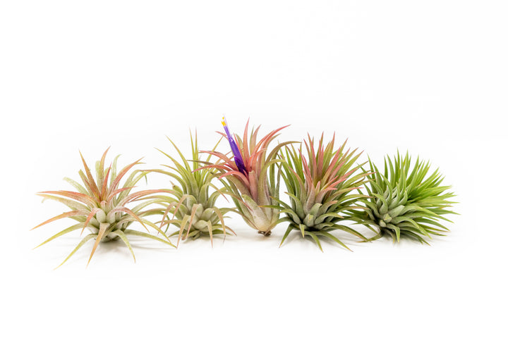 5 blushing and blooming tillandsia ionantha guatemala air plants