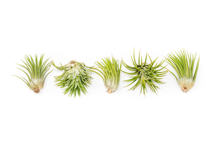 5 tillandsia ionantha guatemala air plants