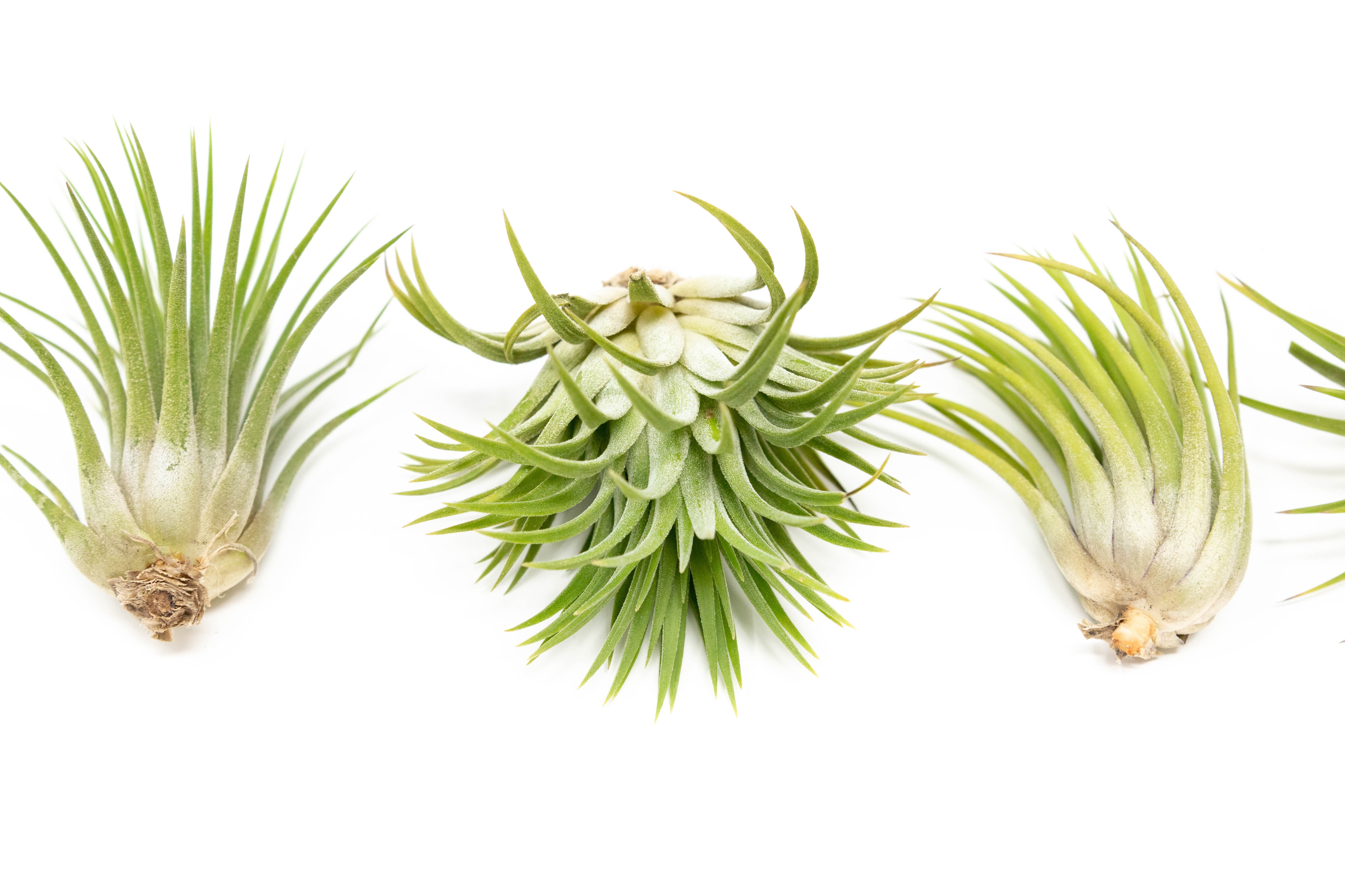 Tillandsia ionantha Ionantha Air Plant Variegated Variegata *RARE
