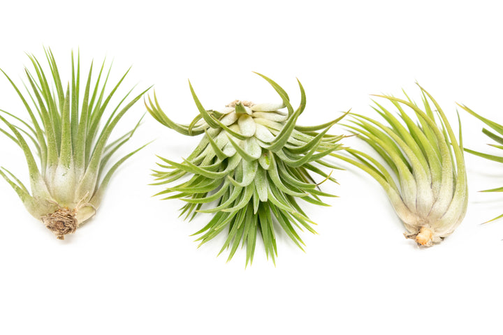 three large tillandsia ionantha rubra air plants