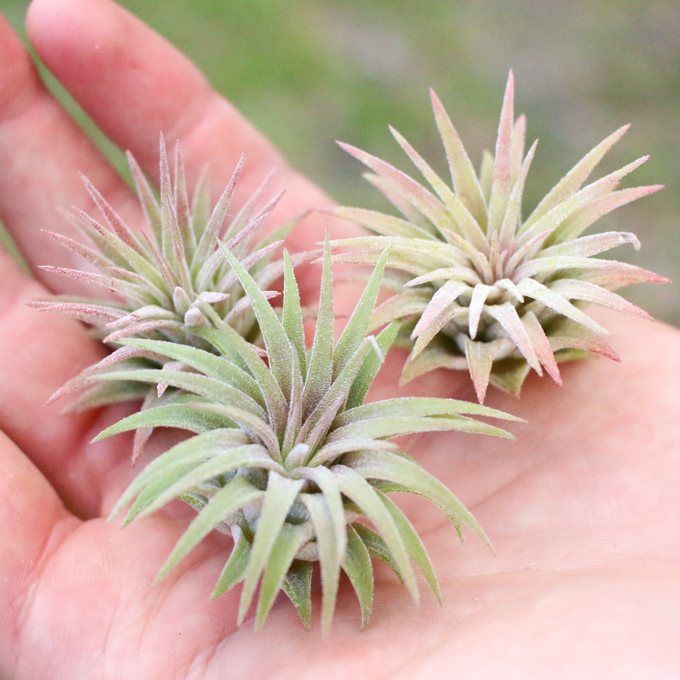 フラワー・ガーデニング Tillandsia ionantha Mexican zebra Tillandsia Mexican Zebra - Bird Rock Tropicals