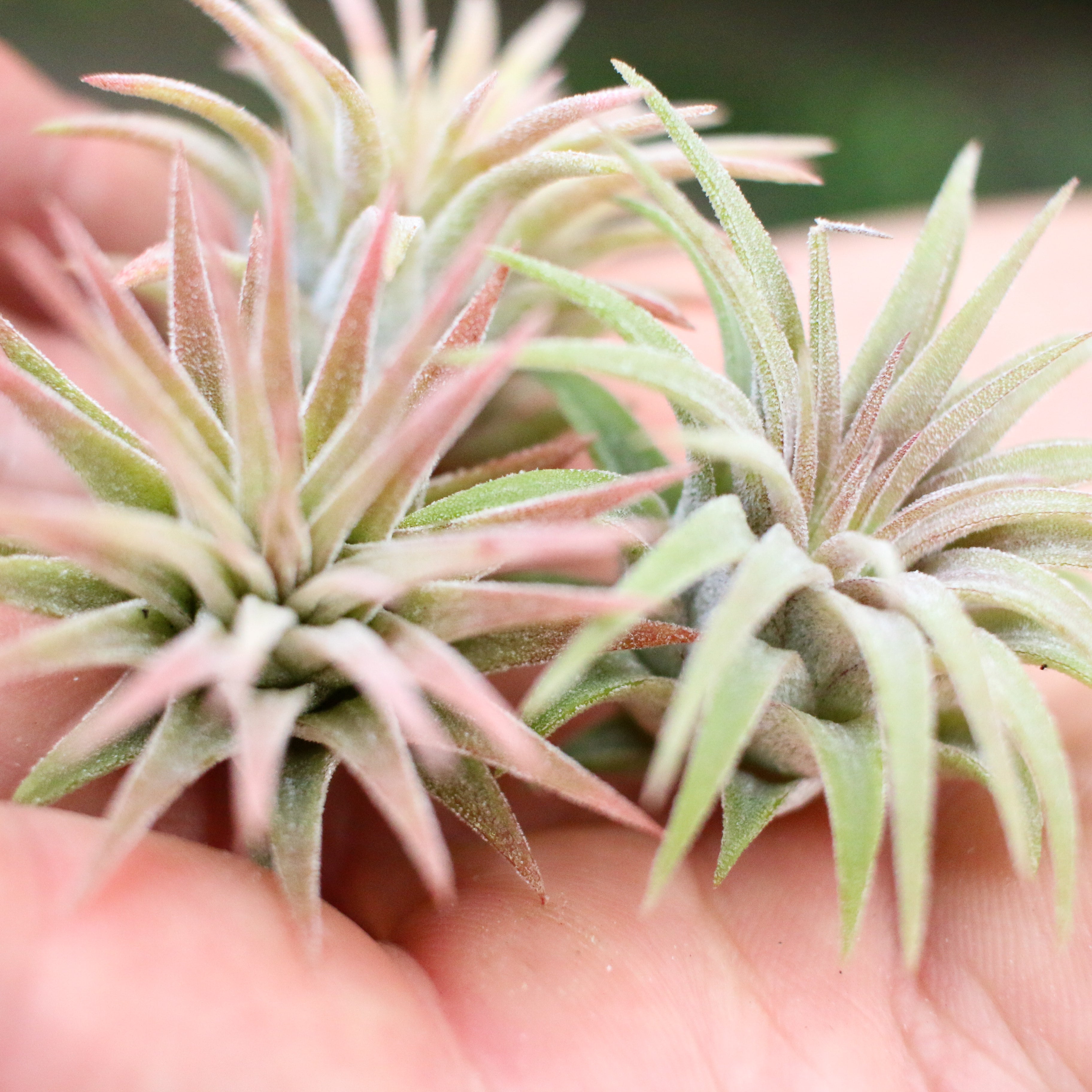 Tillandsia Ionantha mexican Zebra 速達発送 Tillandsia Ionantha mexican Zebra 速達発送 【公式通販】
