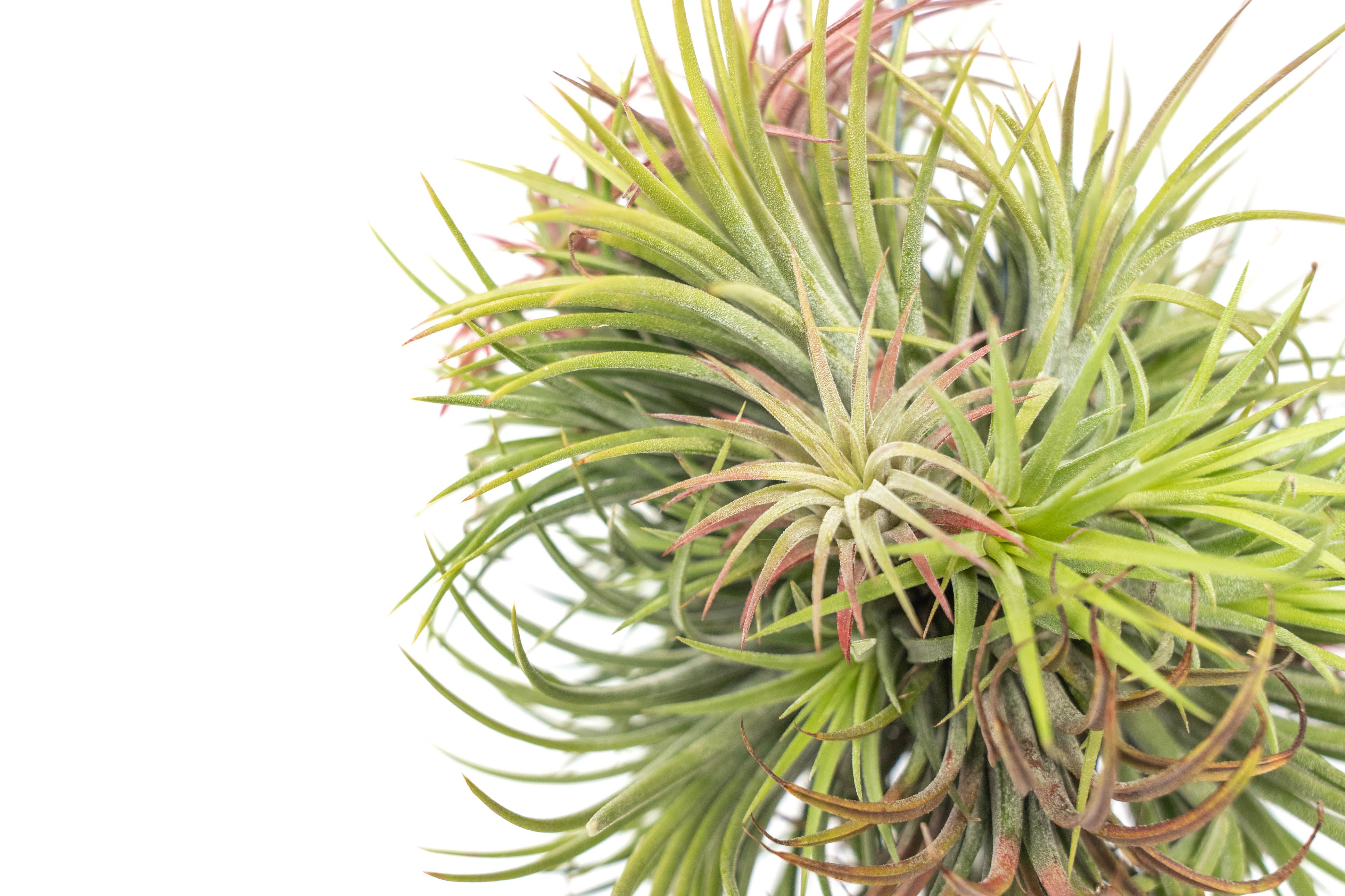 Tillandsia Ionantha Rubra Hanging Clusters with Hook for Hanging