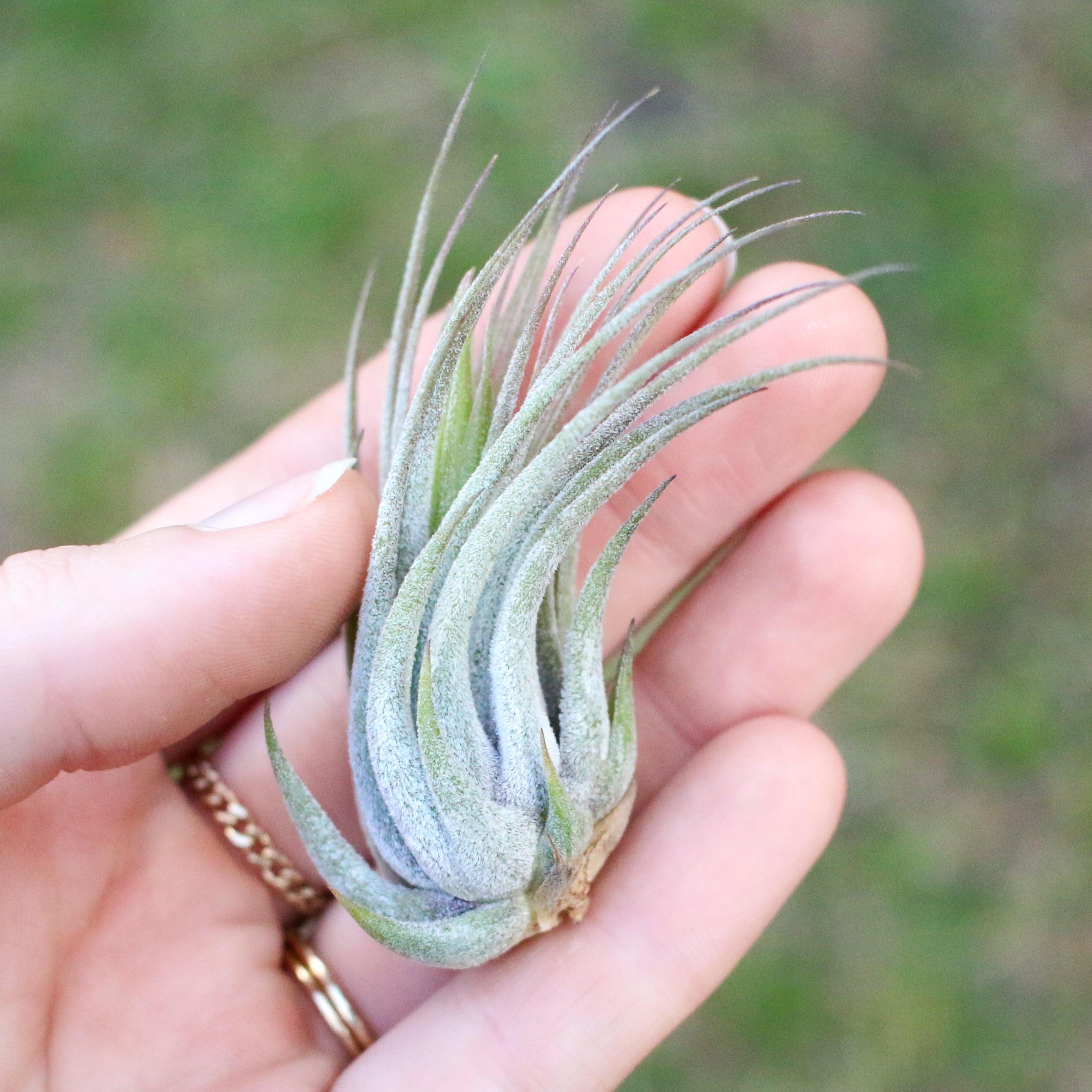Wholesale Special - Tillandsia Ionantha Variety Air Plants