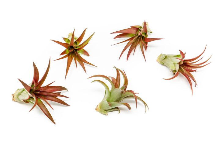 5 tillandsia red abdita air plants