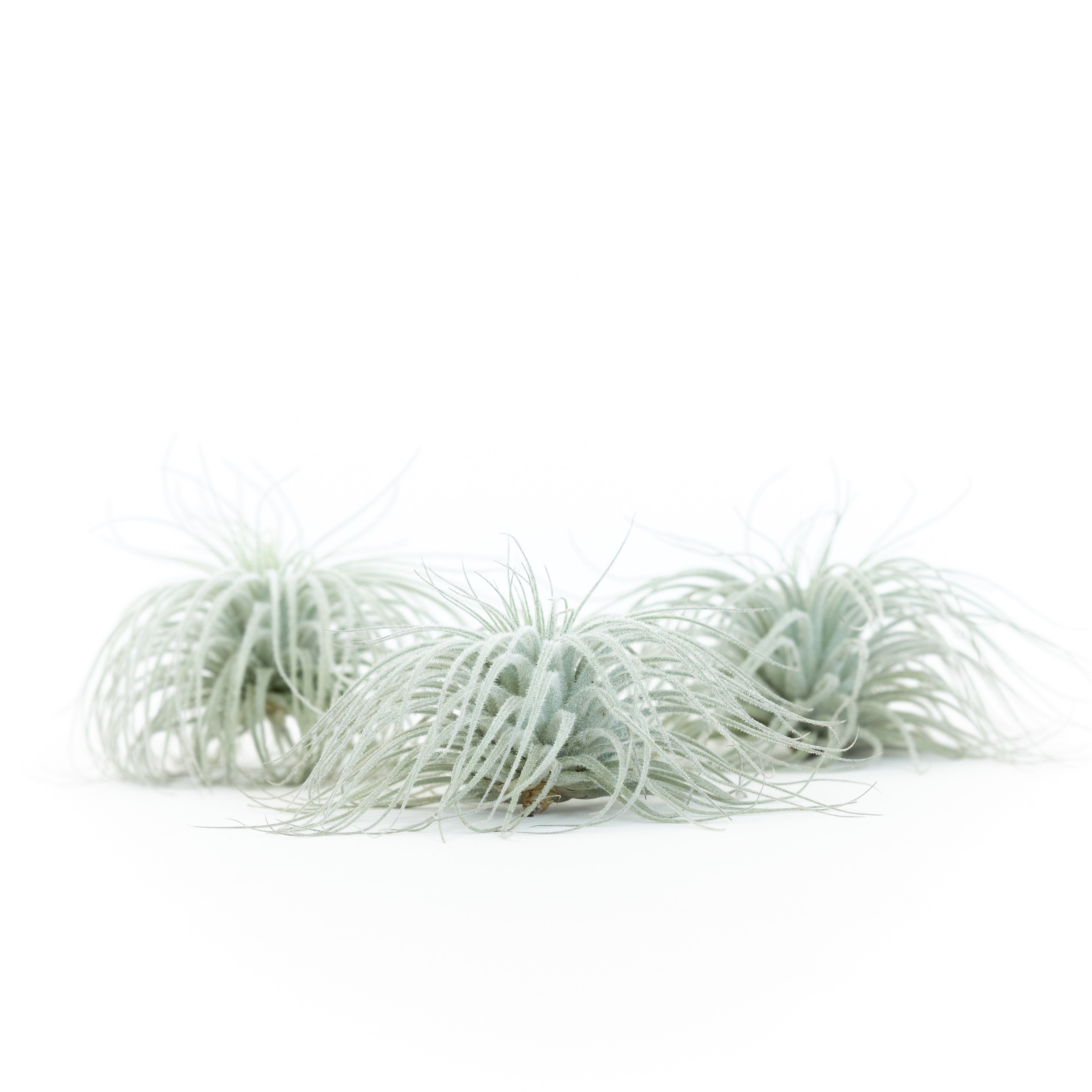 AirPlantSupply Tillandsia Tectorum Air Plant - Thumbnail 3