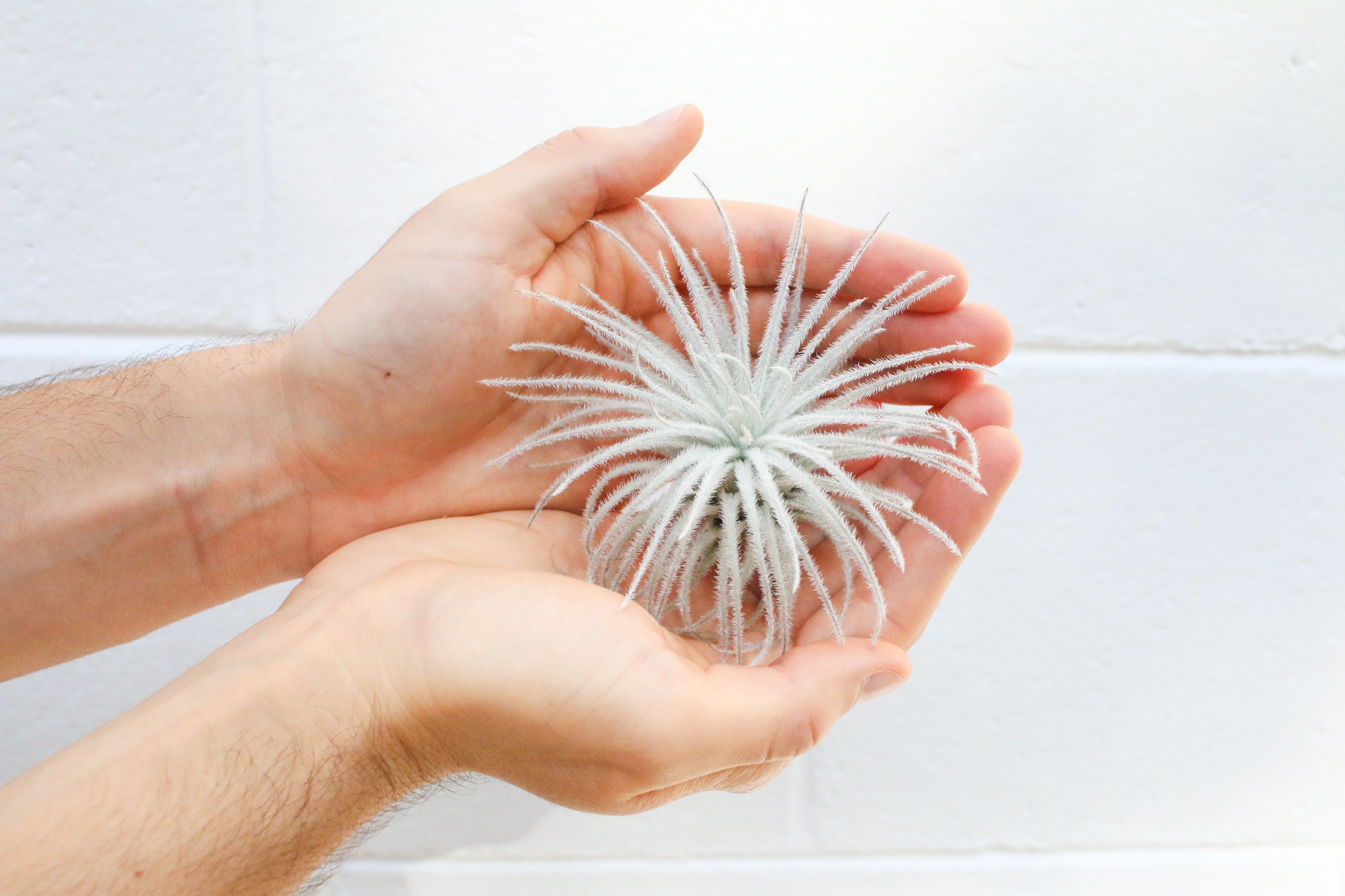 XL Tillandsia Tectorum Ecuador Air Plants