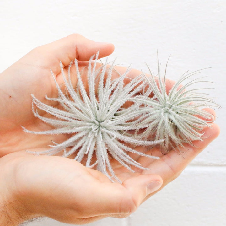 large and small tillandsia tectorum ecuador air plants