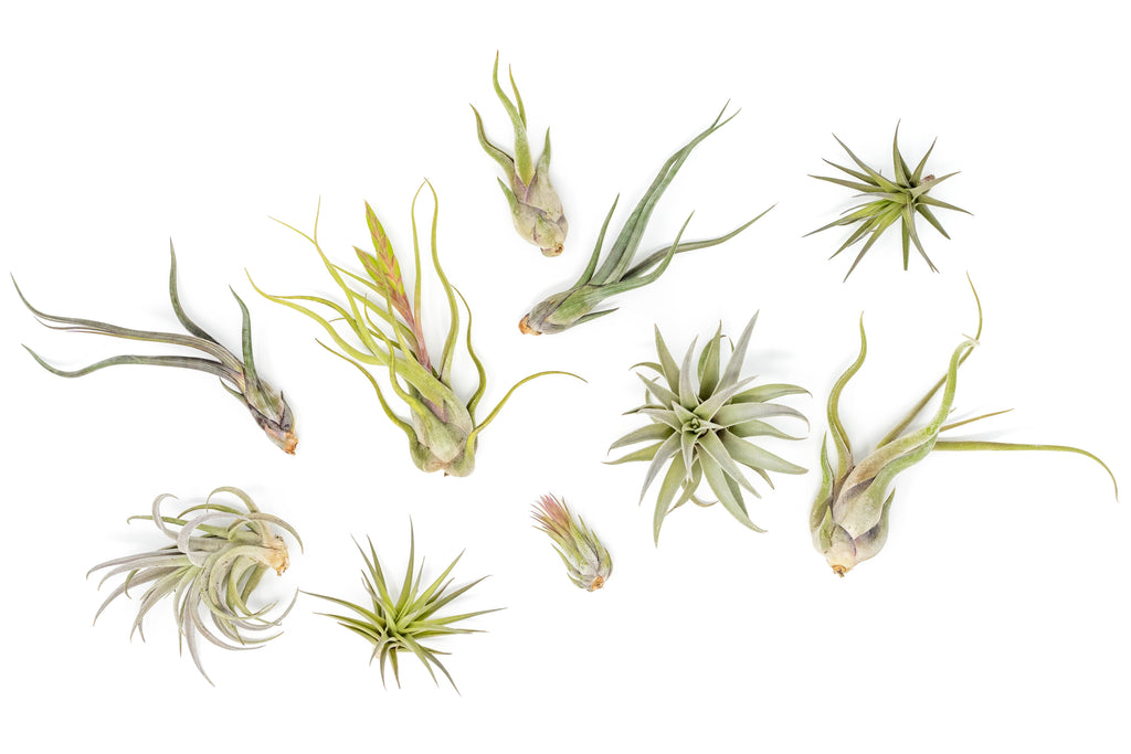 king of air plants The Tough Stuff Collection of Tillandsia Air Plants