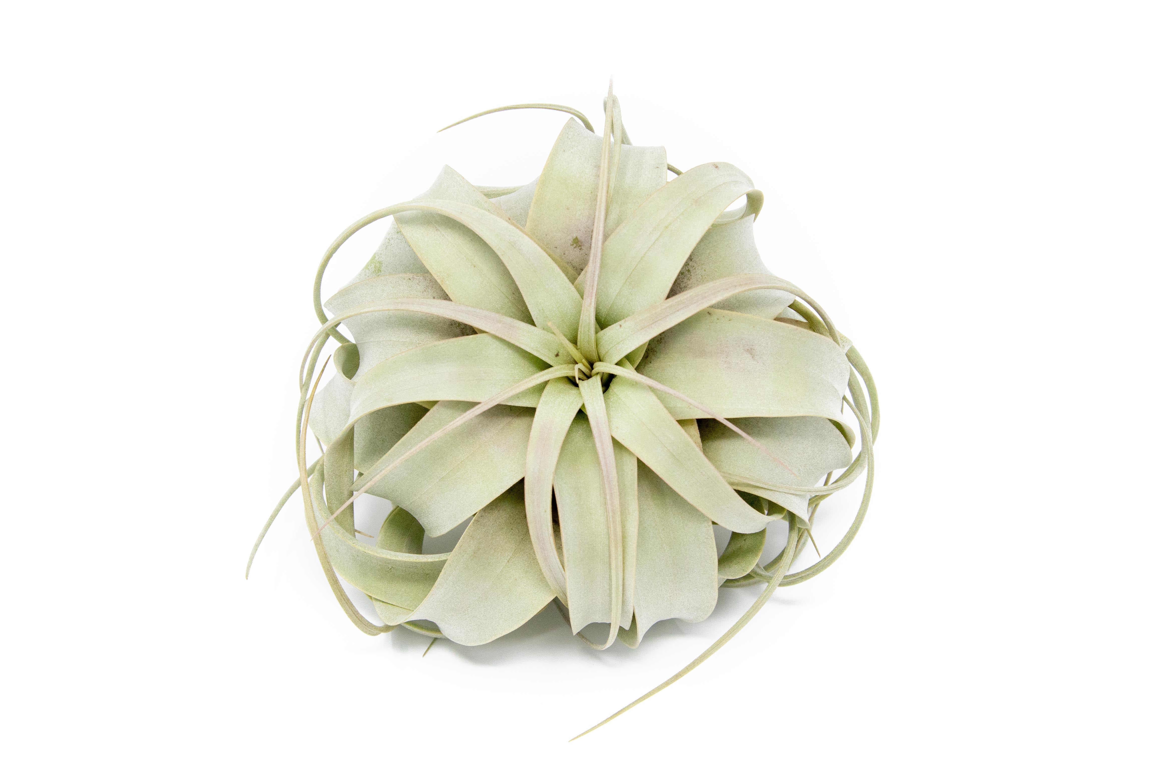 Tillandsia cyanea ‘White' T'S TROPICALS Araflora, exotic flora & more - Tillandsia cyanea 'Ivory tower'