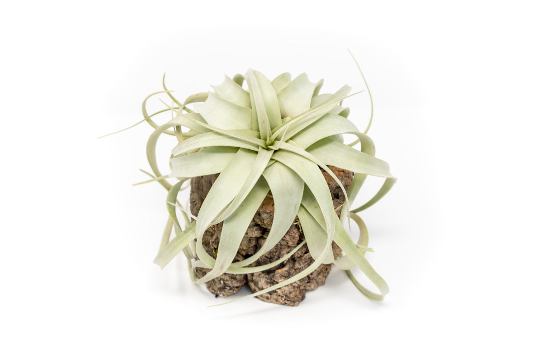 Natural Cork Bark Planter with Tillandsia Xerographica Air Plant