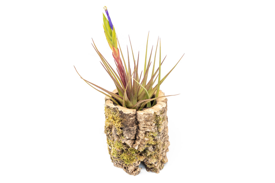 Natural Cork Bark Planter with Blooming Tillandsia Melanocrater Air Plant