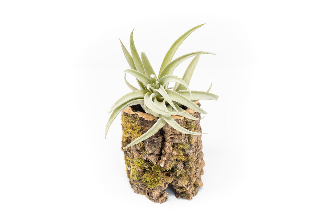 Natural Cork Bark Planter with Tillandsia Harrisii Air Plant