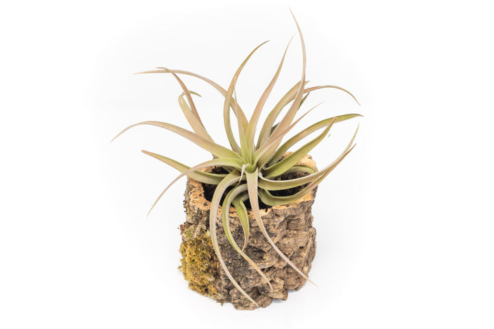 Natural Cork Bark Planter with Tillandsia Capitata Peach Air Plant