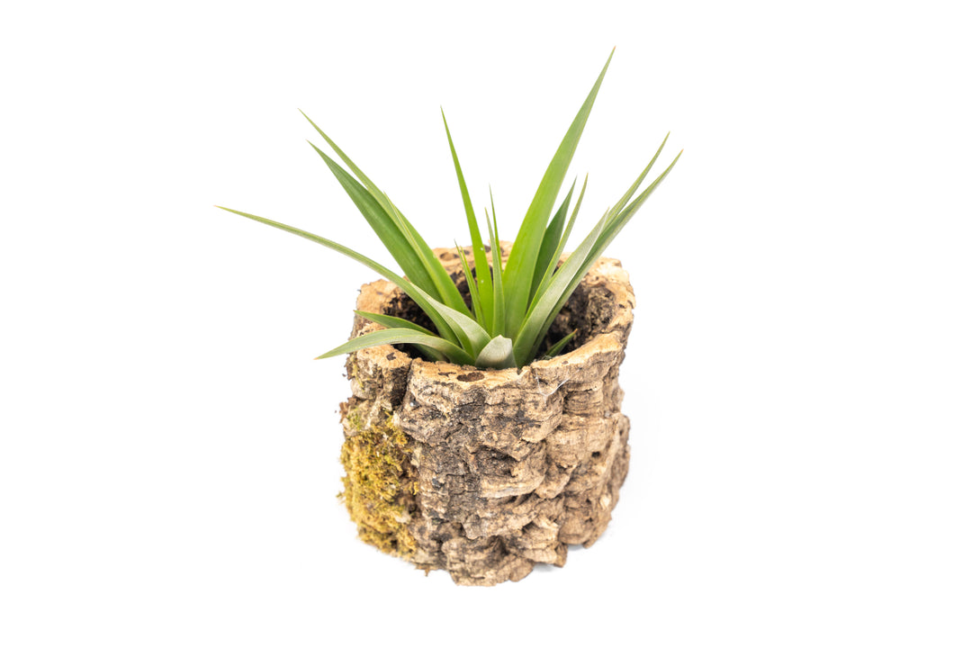 Natural Cork Bark Planter with Tillandsia Fasciculata Air Plant