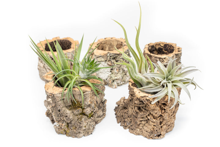 5 Natural Cork Bark Planters, 2 containing Assorted Tillandsia Air Plants