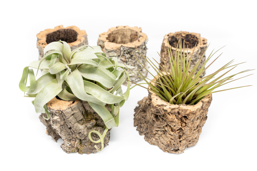 5 Natural Cork Bark Planters, 2 containing Assorted Tillandsia Air Plants