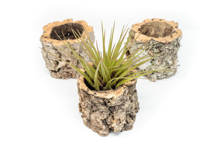 3 Natural Cork Bark Planters, 1 with Tillandsia Melanocrater Air PLant