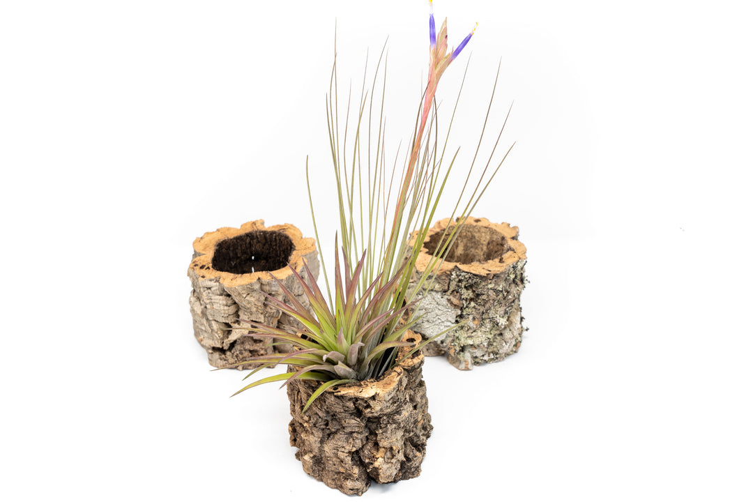 3 Natural Cork Bark Planters, 1 with Blooming Tillandsia Juncea and Blushing Velutina Air Plants