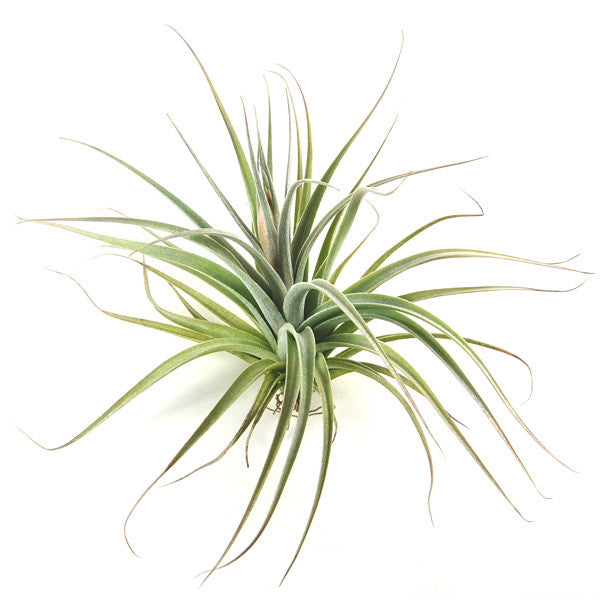 artificial air plant Tillandsia Stricta 'Velvet' Hybrid Air Plants
