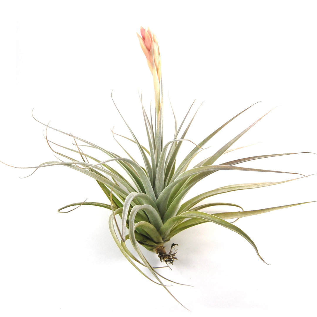 where to buy air plants in houston Tillandsia Stricta 'Velvet' Hybrid Air Plants