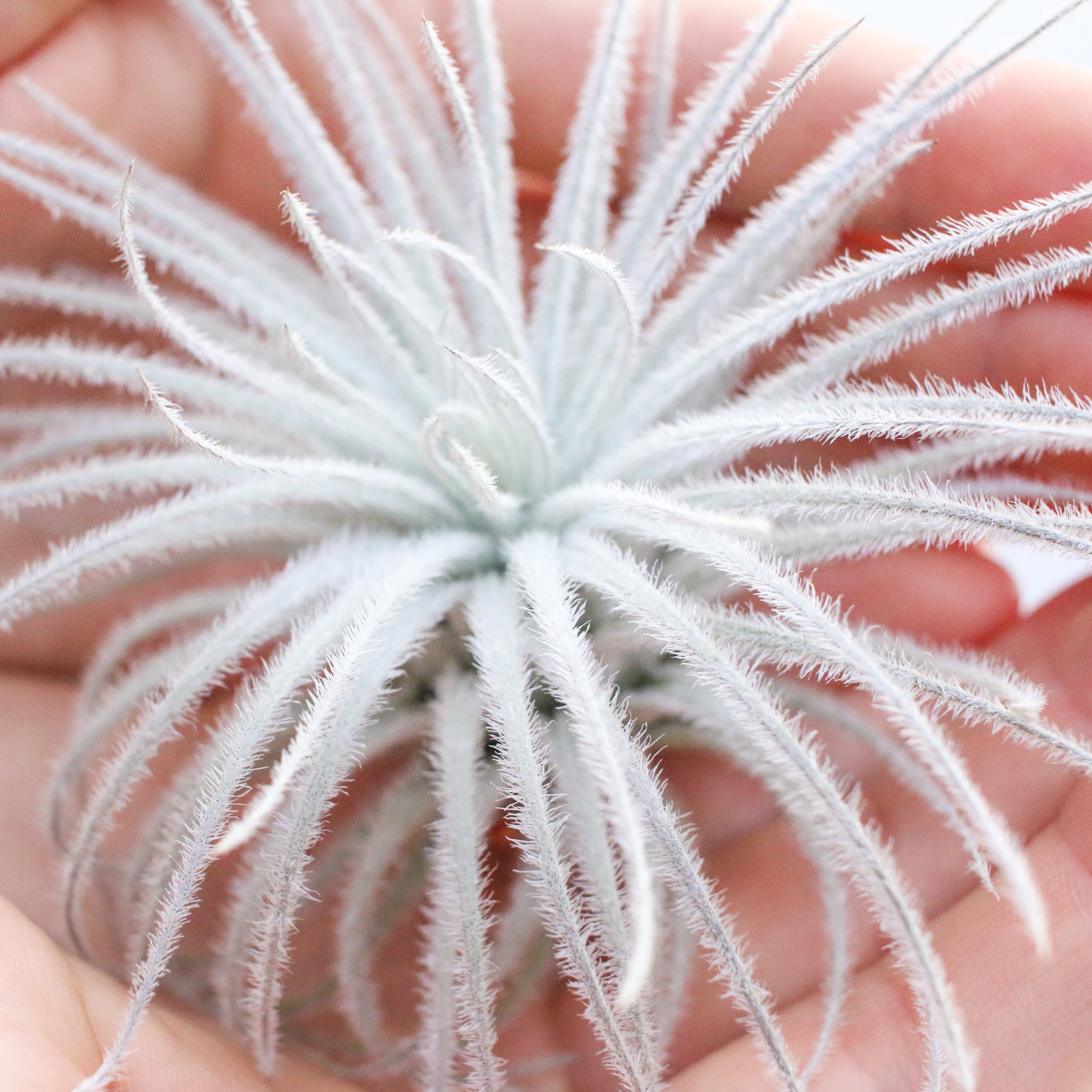 XL Tillandsia Tectorum Ecuador Air Plants